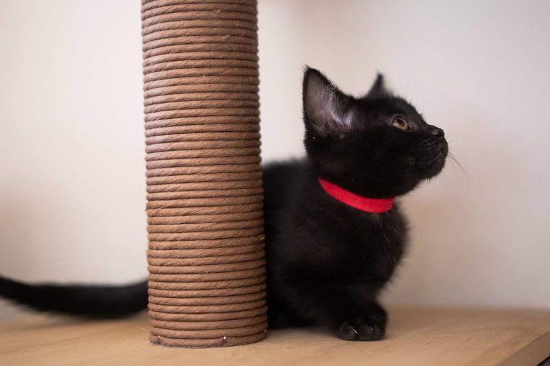 Sable, photo 3