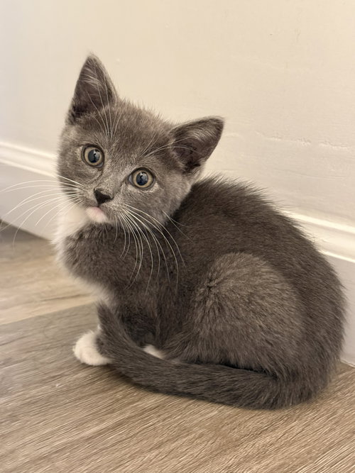 Kayona, a cat for adoption from The Dancing Cat