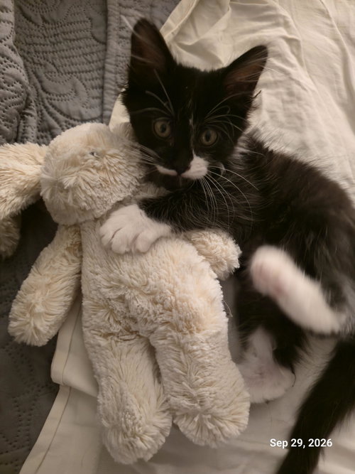 Hayes, a cat for adoption from The Dancing Cat