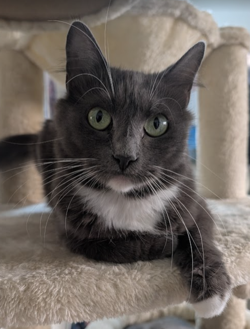 Kindle, Domestic Medium Hair