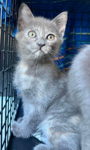 Nook (bonded w/ Prose), Domestic Short Hair