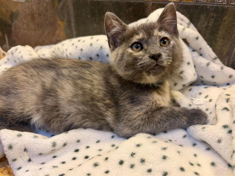 Prose, photo 2