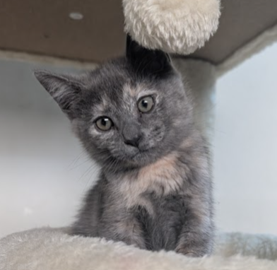 Prose (bonded w/ Nook), a cat for adoption from The Dancing Cat