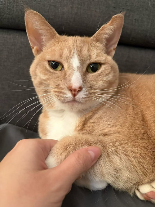 RouRou (Courtesy Post), a cat for adoption from The Dancing Cat