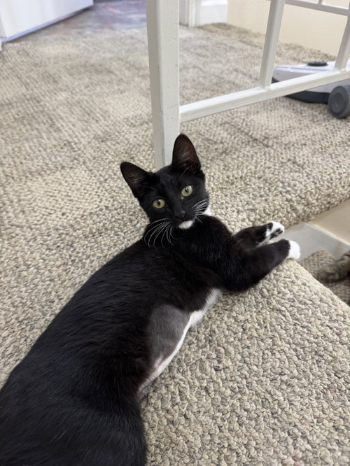 Nila (Courtesy Post), a cat for adoption from The Dancing Cat