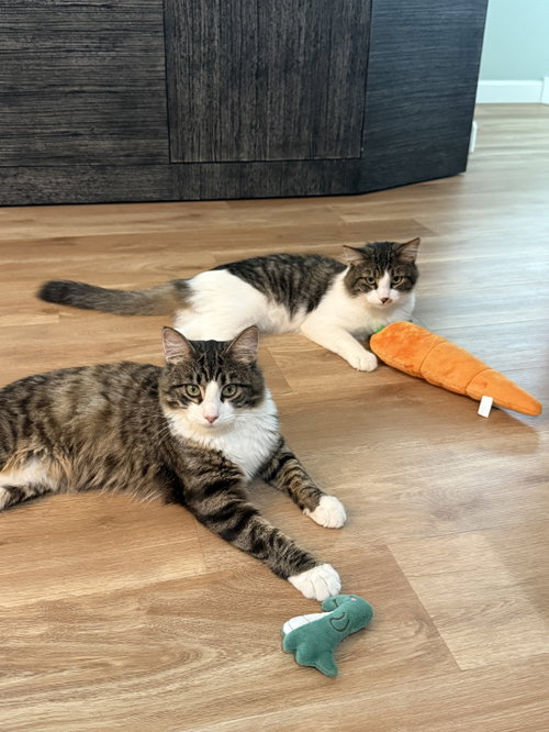 Captain Shane Howlander & Hudson Growliams (Court), a cat for adoption from The Dancing Cat