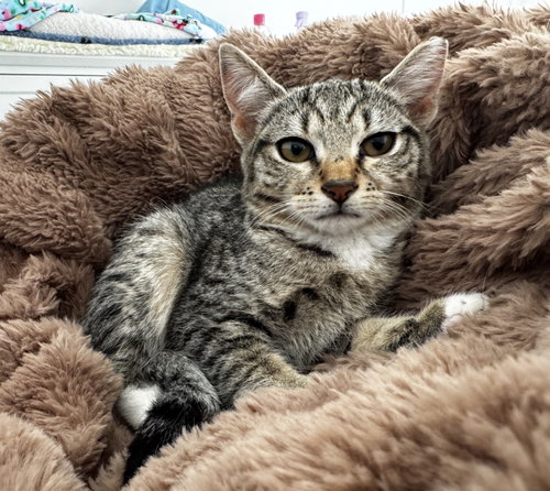 Thelmabelle (bonded w/ Louisianna), a cat for adoption from The Dancing Cat