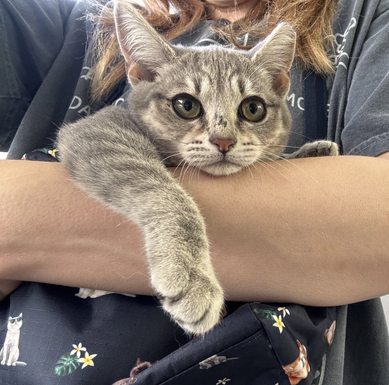 Louisianna (bonded w/ Thelmabelle)