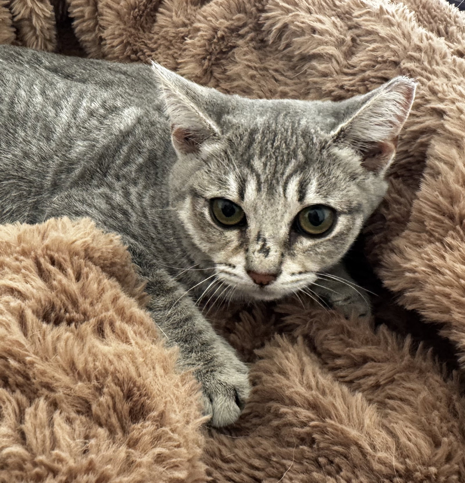 Louisianna (bonded w/ Thelmabelle), photo 3
