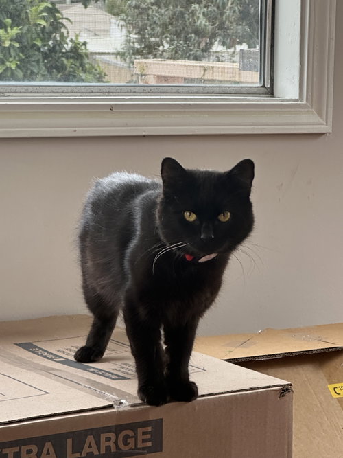 Kobe (Courtesy Post), a cat for adoption from The Dancing Cat