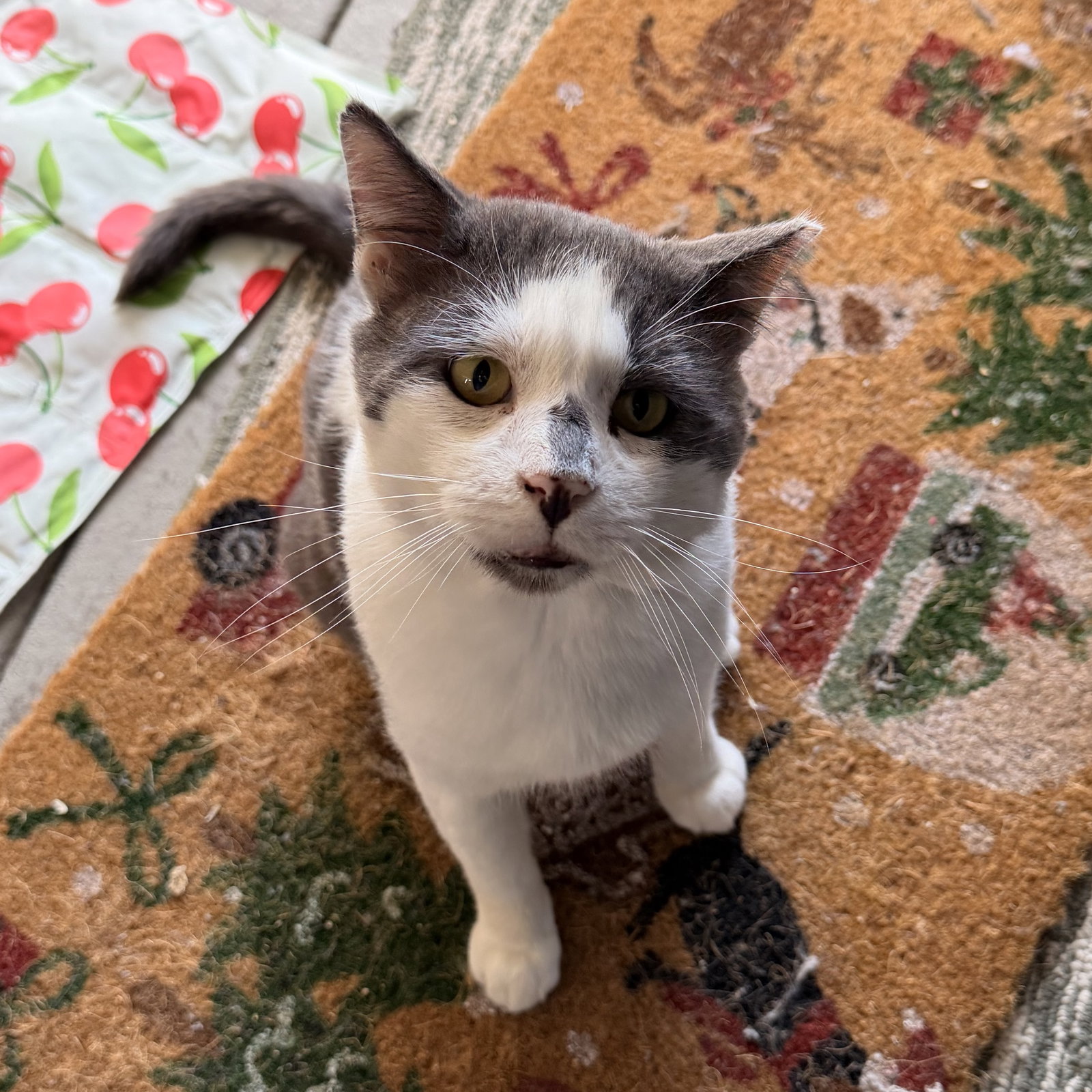 Grandpa (Courtesy Post), Domestic Short Hair