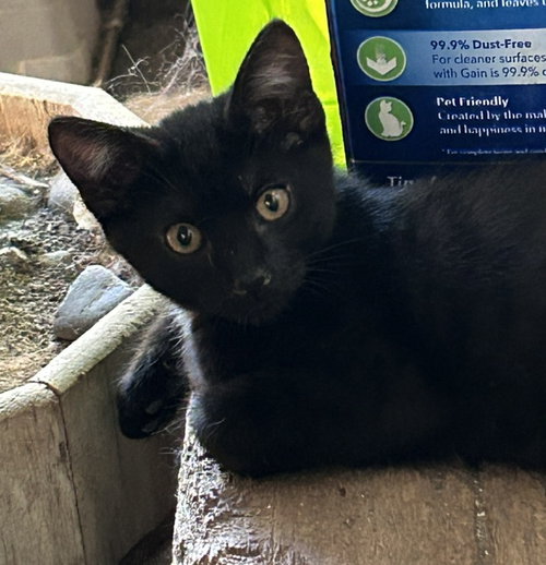 Emeril, a cat for adoption from The Dancing Cat
