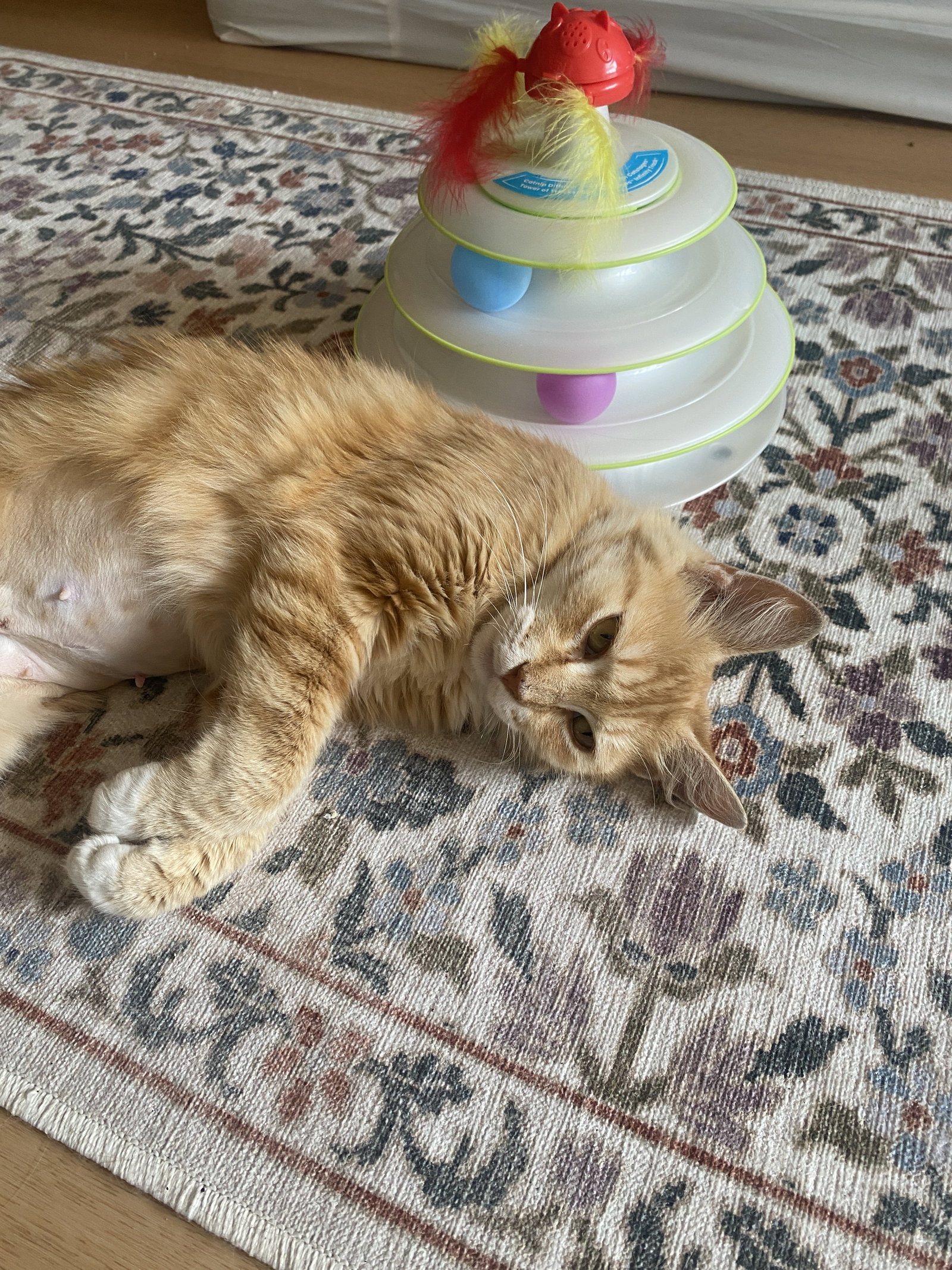 Bootsie (Courtesy Post), Domestic Short Hair