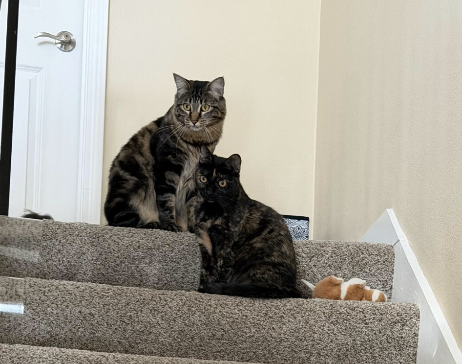 Spooky & Spider (Courtesy Post), Domestic Short Hair