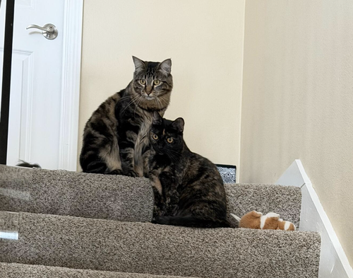 Spooky & Spider (Courtesy Post), a cat for adoption from The Dancing Cat