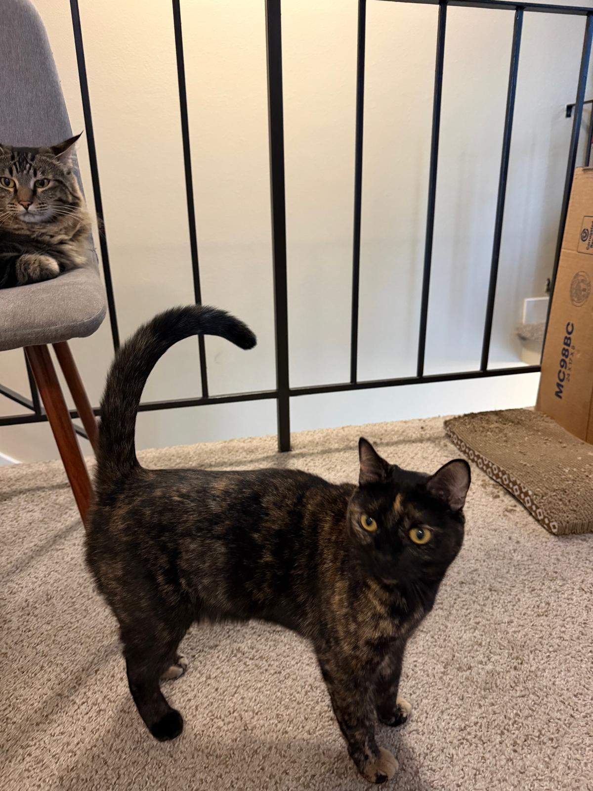 Spooky & Spider (Courtesy Post), photo 4