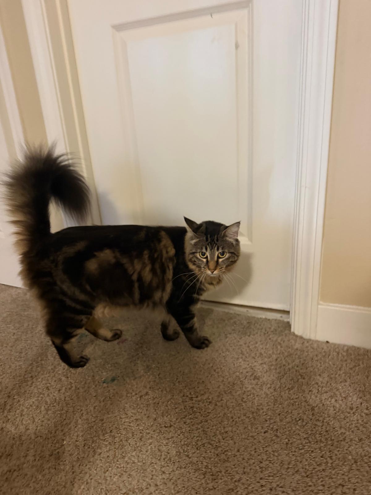 Spooky & Spider (Courtesy Post), photo 5