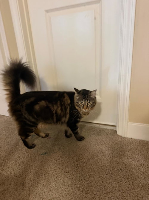Photo 5 of Spooky & Spider (Courtesy Post)