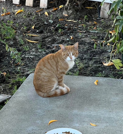 Clementine & OJ (Courtesy Post), a cat for adoption from The Dancing Cat