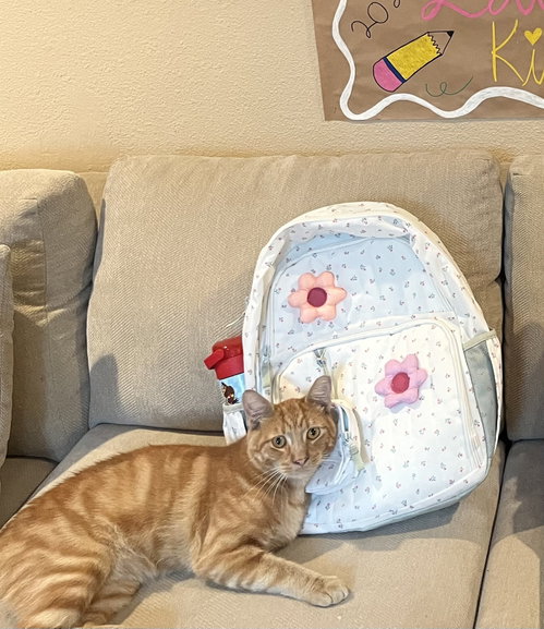 Pumpkin & Cheesy (Courtesy Post), a cat for adoption from The Dancing Cat