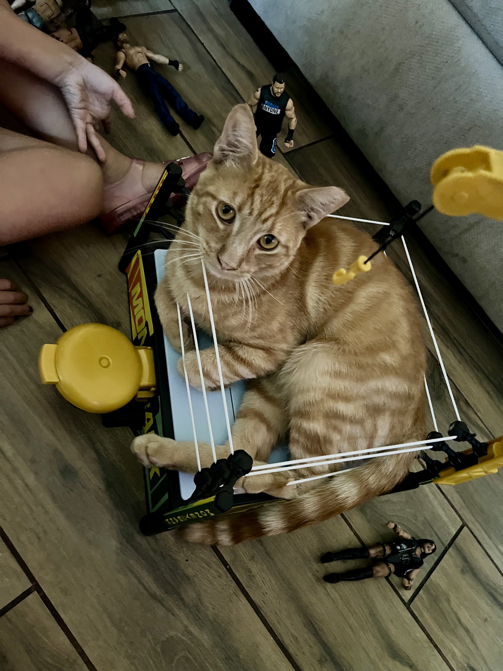 Pumpkin & Cheesy (Courtesy Post), photo 3