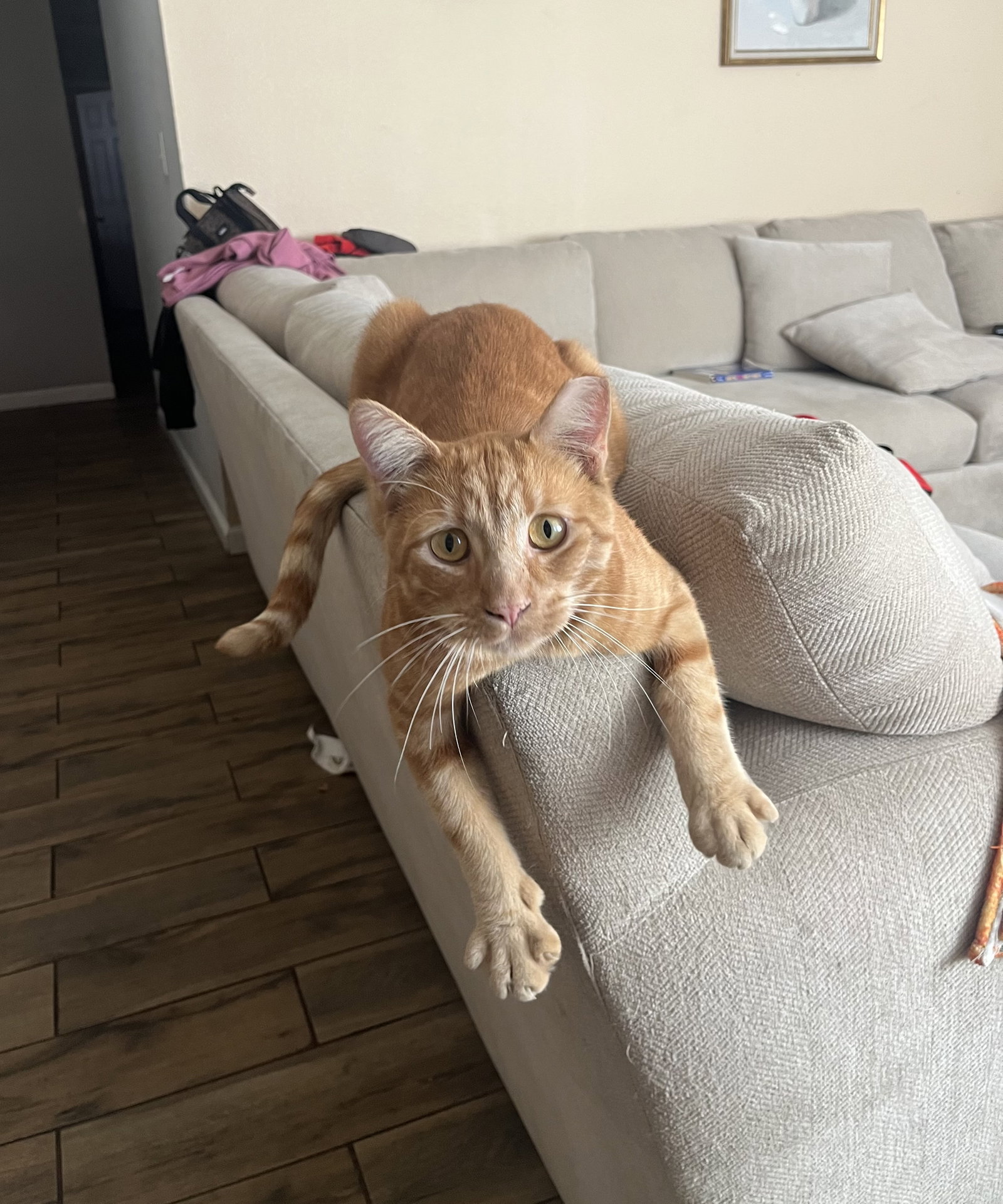 Pumpkin & Cheesy (Courtesy Post), photo 6