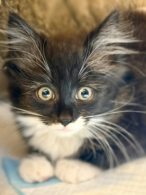 Parklet, a cat for adoption from The Dancing Cat