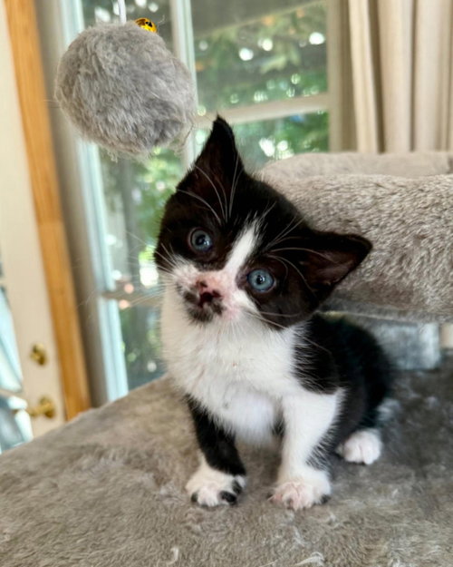 Dice, Domestic Short Hair / Mixed (short coat)