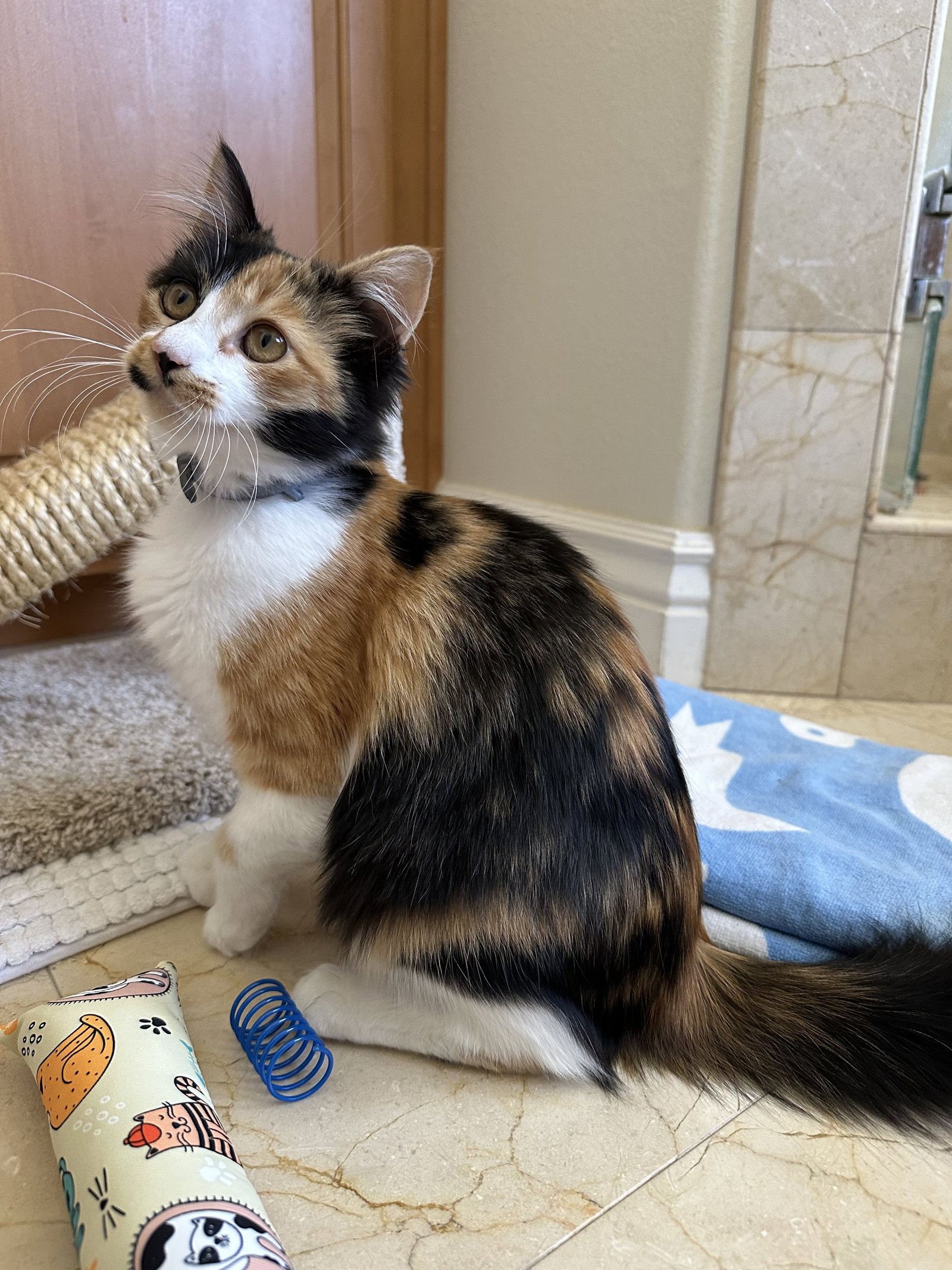 Pumpkin (Courtesy Post), Domestic Long Hair