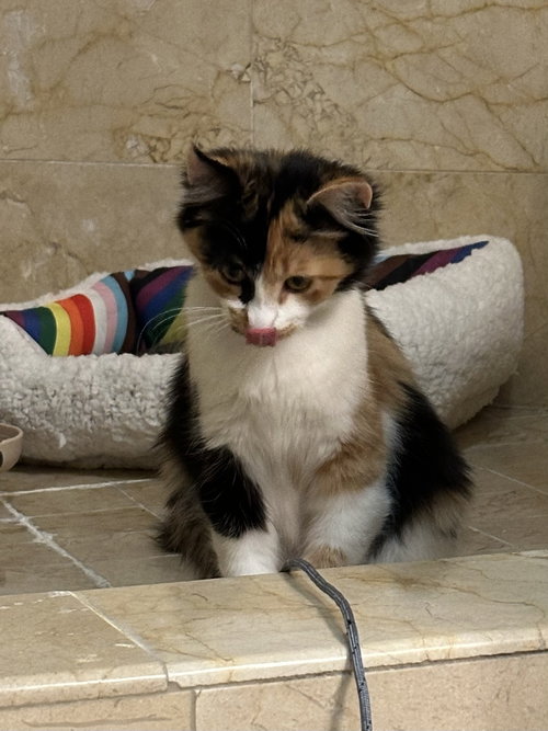 Photo 4 of Pumpkin (Courtesy Post)
