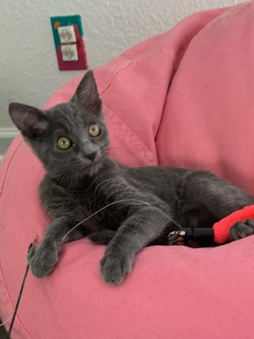 Claire Bear, Russian Blue / Mixed (short coat)