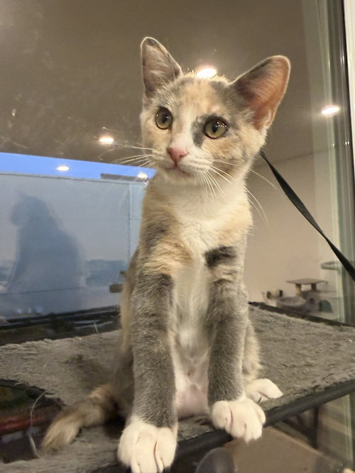 Wink (Courtesy Post), a cat for adoption from The Dancing Cat