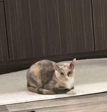 Photo 4 of Wink (Courtesy Post)