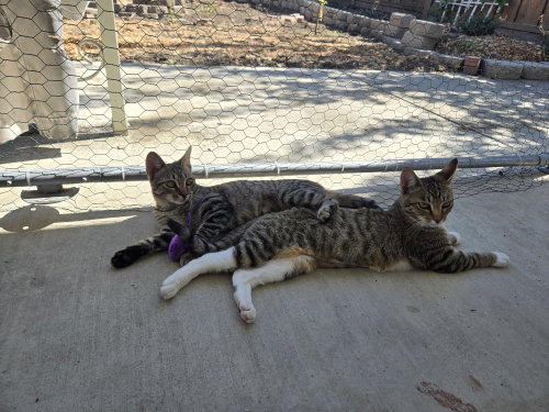 Gray Paw & White Paw (Courtesy Post), a cat for adoption from The Dancing Cat