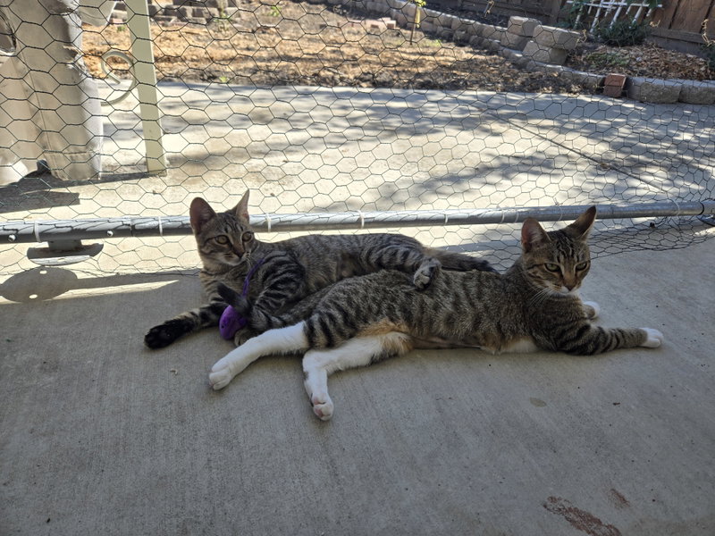 Gray Paw & White Paw, adult female cats up for adoption