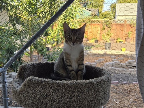 Photo 5 of Gray Paw & White Paw (Courtesy Post)