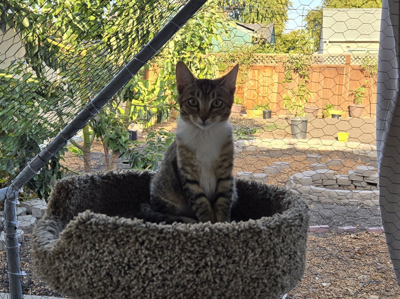 Gray Paw & White Paw, photo 5