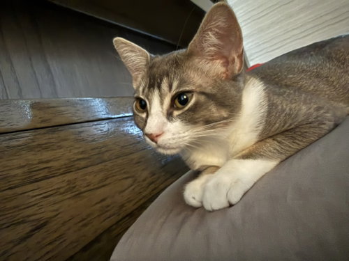 Dobby & Kreacher (Courtesy Post), a cat for adoption from The Dancing Cat