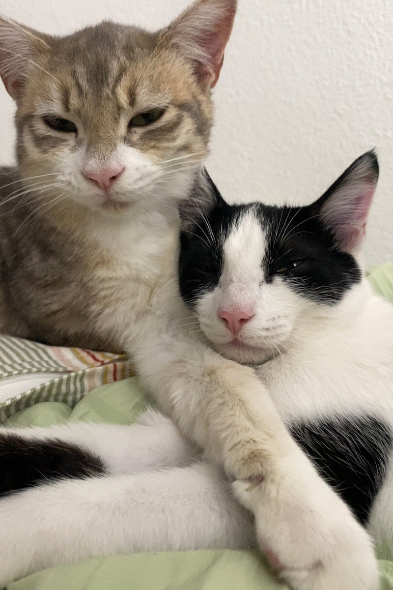 Sailor & Moon, adult male cats up for adoption
