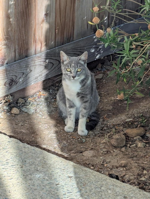Momo (Courtesy Post), a cat for adoption from The Dancing Cat