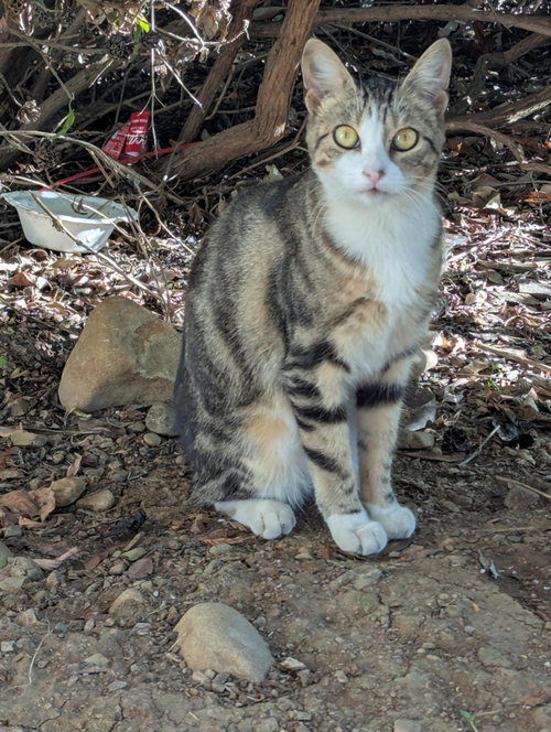 Lala (Courtesy Post), a cat for adoption from The Dancing Cat