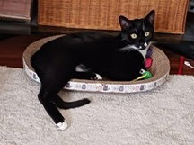 Charlemagne (Courtesy Post), a cat for adoption from The Dancing Cat