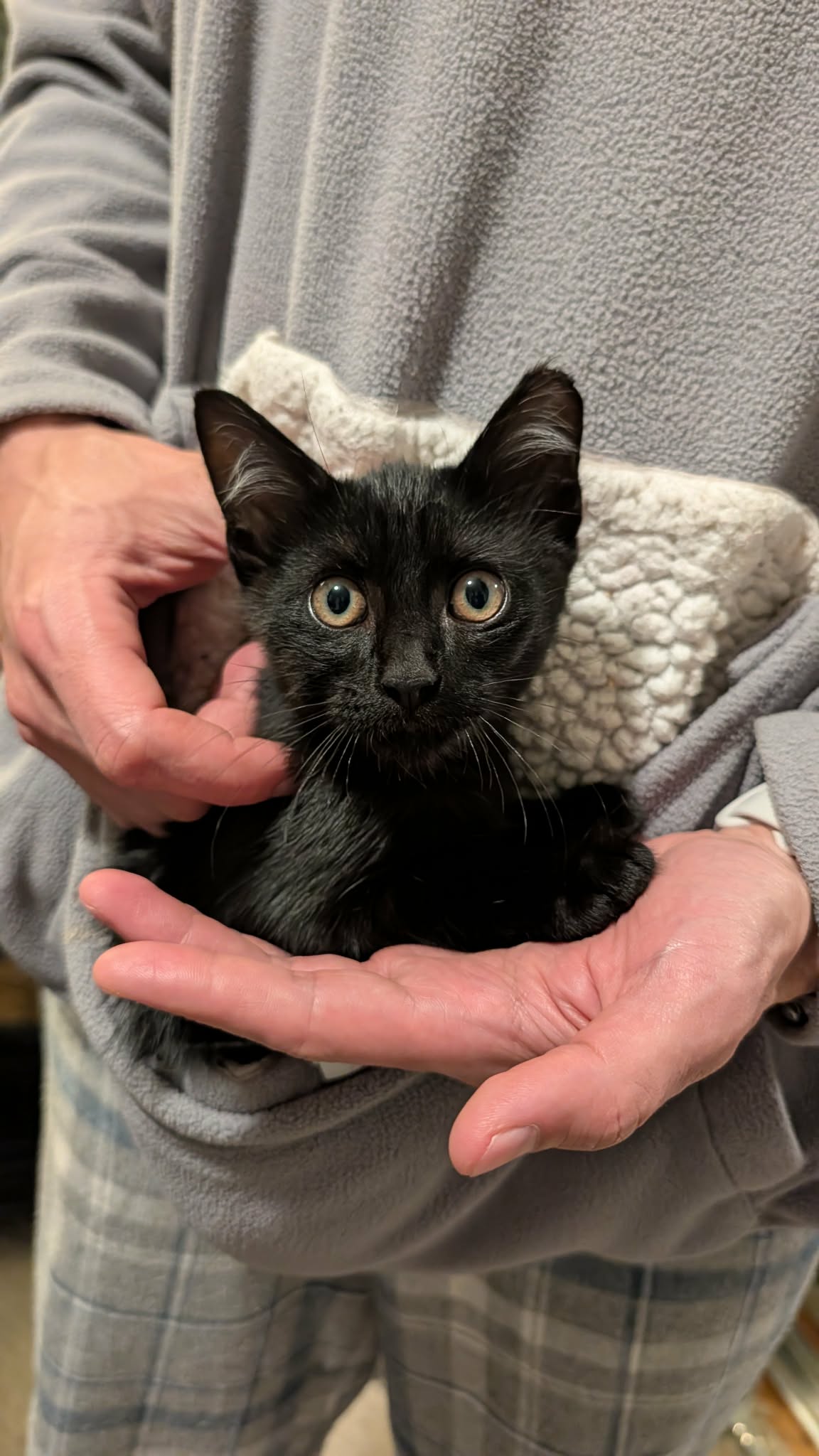 Binx (Courtesy Post)
