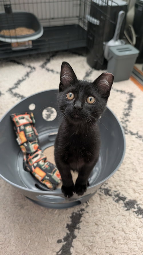 Photo 2 of Binx (Courtesy Post)