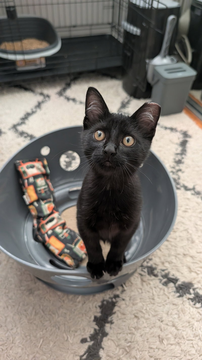 Binx, photo 2