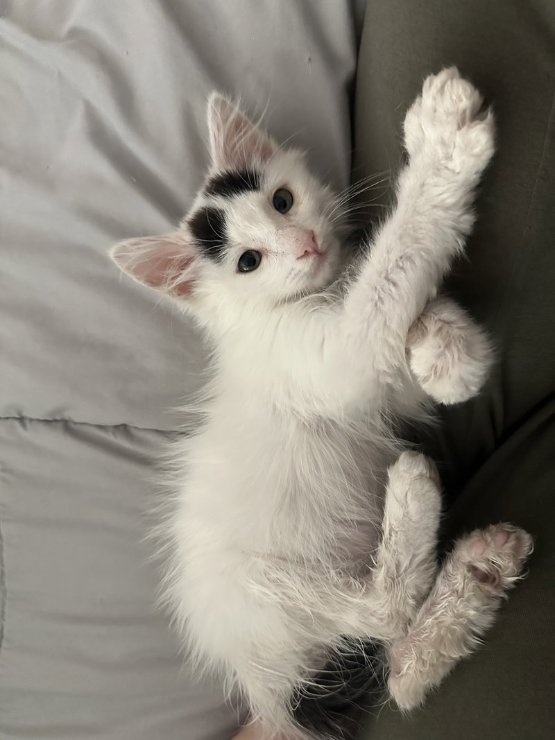 Pushek, a male kitten up for adoption
