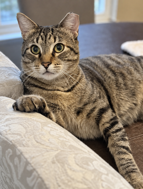 Axel (Courtesy Post), Domestic Short Hair / Mixed (short coat)
