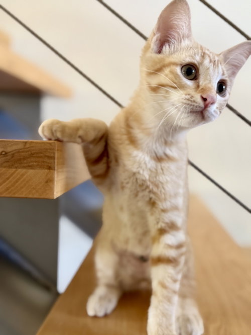 Parkay, Domestic Short Hair / Tabby / Mixed (short coat)