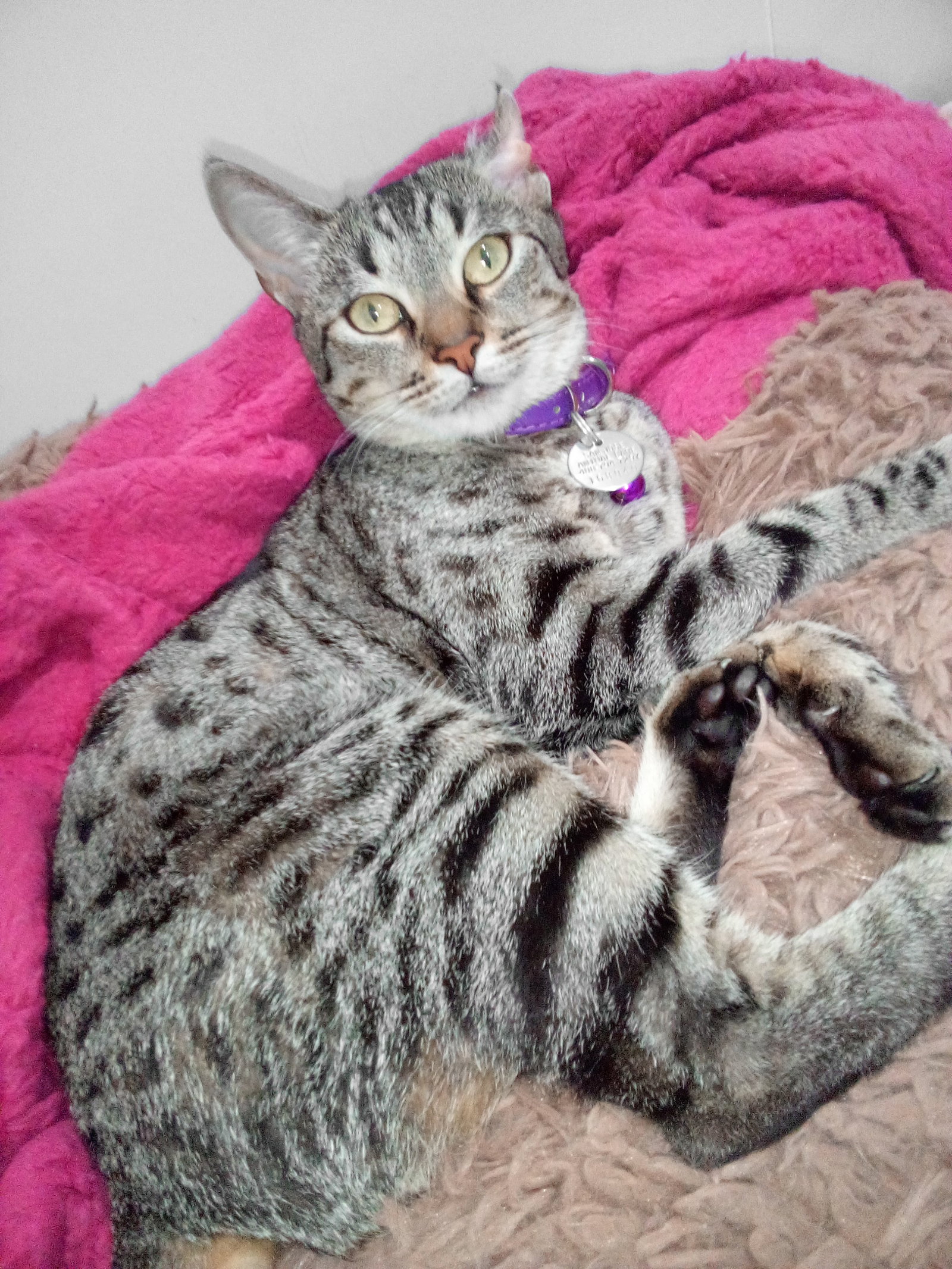 Baya (Courtesy Post), photo 2
