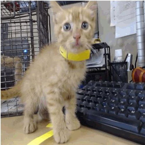 picture of the cat needing adoption